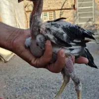 جوجه خروس وجوجه مرغ لاری (چابهاری)