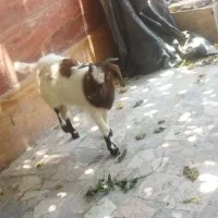 بز فروشی