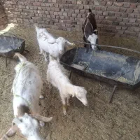 فروش بز