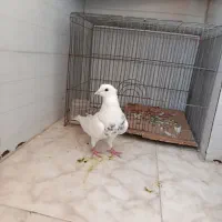 کبوتر طوقی نر