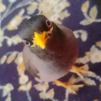 مرغ مینا