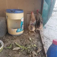 مرغ لاکندزی تخم گذار