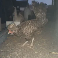 تعدادی مرغ به فروش میرسد