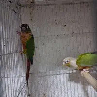 جفت گرینچیک