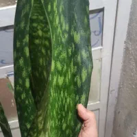 گل سانسوریا پوست ماری