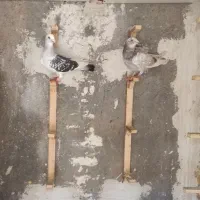 کفتر یا کبوتر