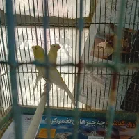 قناری نروماده