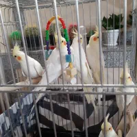 عروس هلندی نر