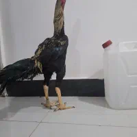 خروس لاری اصل فول دانگ