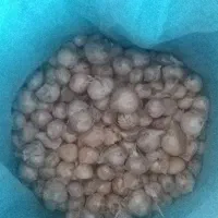 موسیر|گل و گیاه طبیعی|داران, |دیوار