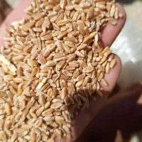 گندم دیم سرخس شورلق