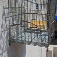 قفس سهره