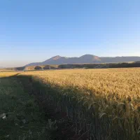 بذر اوکراینی درجه یک بوجاری شده