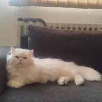 گربه پرشین