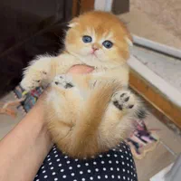 کیوت ترین گربه های جهان