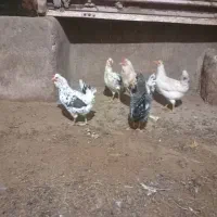 فروش مرغ گلین