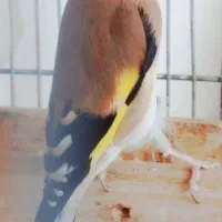سهره ماده داغ سر.
