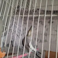 عروس هلندی ماده