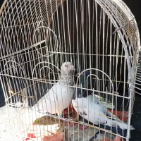 سار نر ، سینه ماده