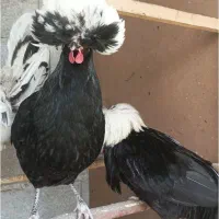 فروش یا معاوضه 4 تا مرغ و خروس لهستانی