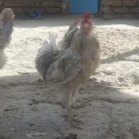 خروس