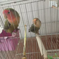 یک جفت طوطی برزیلی کوتوله