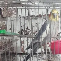 عروس هلندی