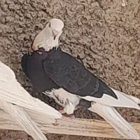 کبوتر۳۰تا