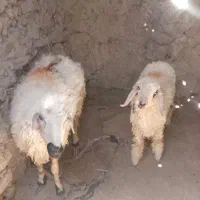 گوسفندوبره نر