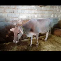 فروش گاو بوره اصل