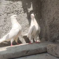 کفتر سفید ارکی