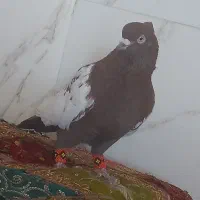 سینه سرخ کاکل پاصاف
