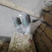 آلمانی کبوتر
