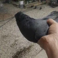 کفتر پر