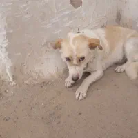 سگ درحد