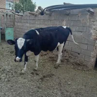 تلیسه ابستن