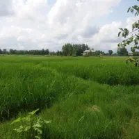 شالیزار ،باغ و خانه
