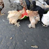 جوجه برهما دوماهه
