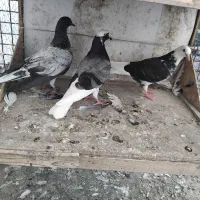 کفتر جوجه جیر