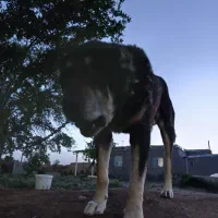 سگ گله
