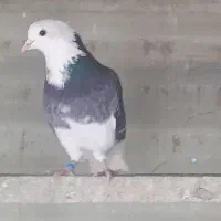 ۳۰ تا کبوتر پرشی و خوش خال