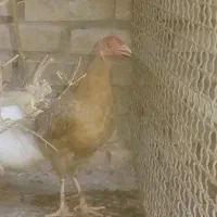 مرغ مزرعه تخم گذار هستم