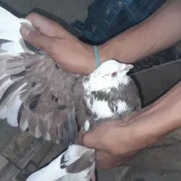 کفتر نر