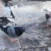 کبوتر|پرنده|سمنان, |دیوار