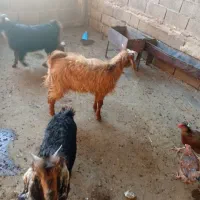 فروش چهار عددبزقاله ماده