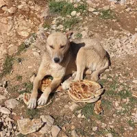 سگ نژادی|سگ|فاروج, |دیوار