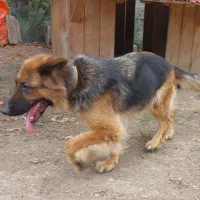 ژرمن شپرد شولاین ماده