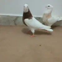 کفتر