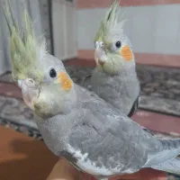 جوجه عروس هلندی