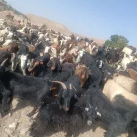 20راس بز شیری فروشی فوری